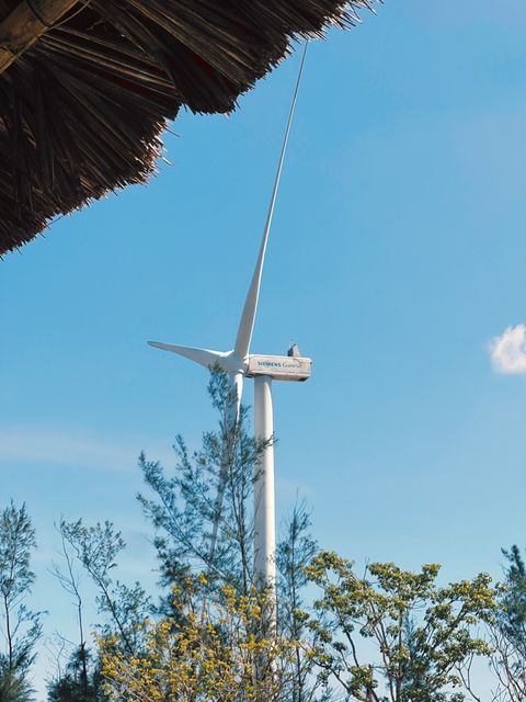 A wind turbine seen from under a thatched roof, pine branches in the foreground — shot on CFX 02